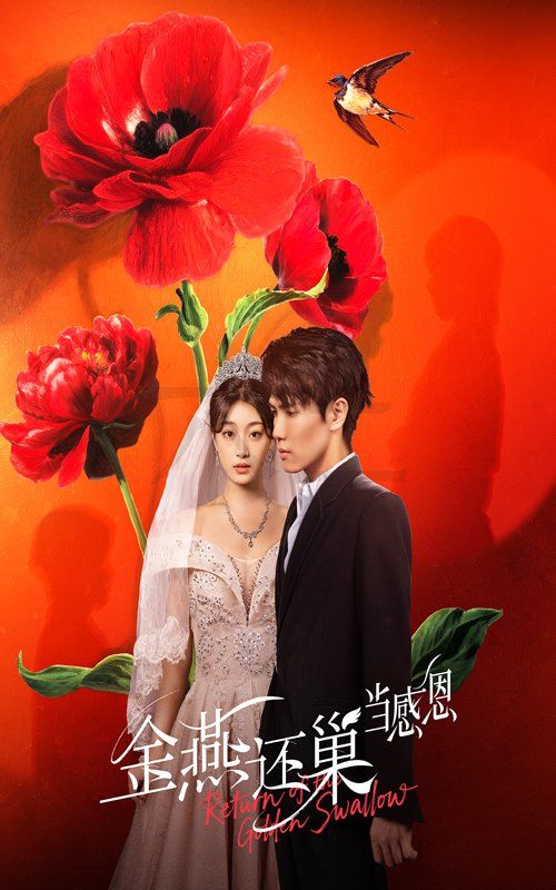 金燕还巢当感恩 全集完结(大结局)